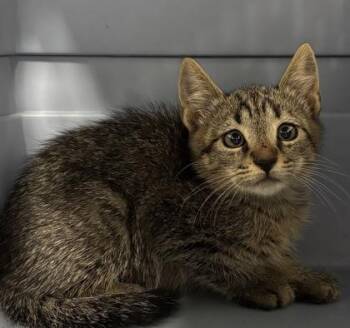 Fable 780-26 -  Domestic Short Hair Cat for Adoption in Cumming, Georgia - Fable 780-26 | PetCurious