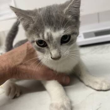 Domestic Long Hair Cats Available for Adoption in St. Louis, Missouri - Little Grey Gray | PetCurious