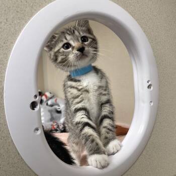 Marle -  Domestic Short Hair Cat for Adoption in Wantagh, New York - Marle | PetCurious