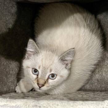 Chuck -  Domestic Short Hair and Siamese Cat for Adoption in Fairmont, West Virginia - Chuck | PetCurious
