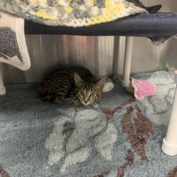 Holler -  Domestic Short Hair Cat for Adoption in West Palm Beach, Florida - Holler | PetCurious