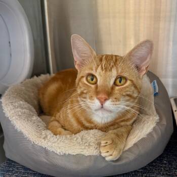 Tigger -  Domestic Short Hair Cat for Adoption in Sand Springs, Oklahoma - Tigger | PetCurious