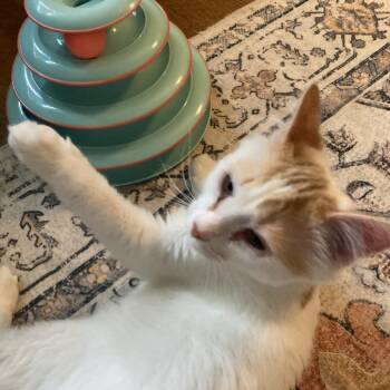 Pluto 2 -  Domestic Medium Hair Cat for Adoption in Cumming, Georgia - Pluto 2 | PetCurious