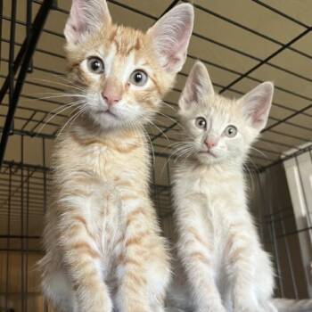 Rescue Domestic Short Hair Cats for Adoption in Edmond, Oklahoma - Tango | PetCurious
