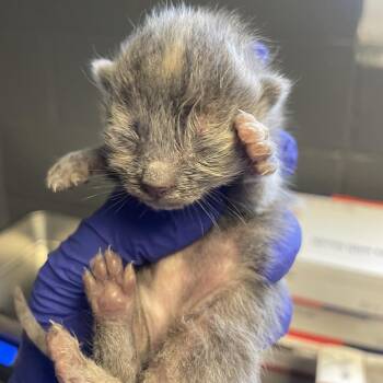 Domestic Short Hair Cats Available for Adoption in Tuscaloosa, Alabama - TUSC-Stray-84353 | PetCurious