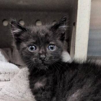 Bilbo -  Domestic Short Hair Cat for Adoption in Reno, Nevada - Bilbo | PetCurious