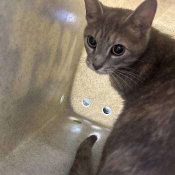 Sela -  Domestic Short Hair Cat for Adoption in Philadelphia, Pennsylvania - Sela | PetCurious