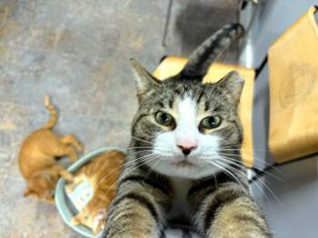 Domestic Short Hair Cats Available for Adoption in Grand Rapids, Michigan - C. Thomas Howl (bio Coming Soon!) | PetCurious