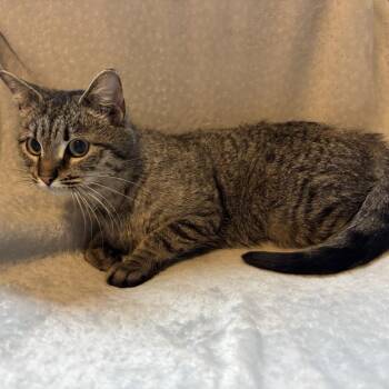 Domestic Short Hair Cats Available for Adoption in La Grange, Kentucky - Cinnamon | PetCurious