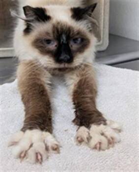Rescue Siamese Cats for Adoption in Camarillo, California - A872105 | PetCurious