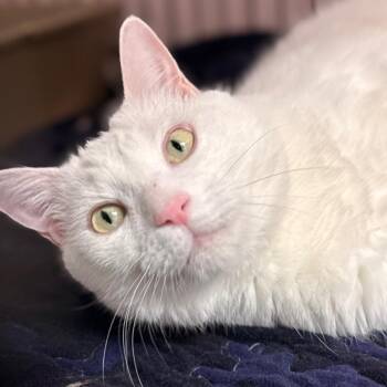 Salt -  Domestic Short Hair Cat for Adoption in Cumming, Georgia - Salt | PetCurious