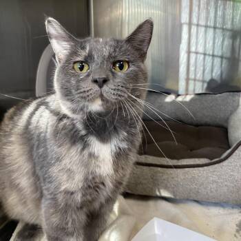 Domestic Short Hair Cats Available for Adoption in Belleville, Illinois - Marble | PetCurious
