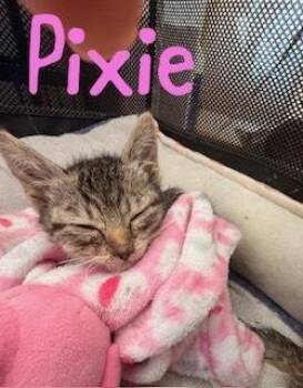 Pixie -  Domestic Short Hair Cat for Adoption in Ruskin, Florida - Pixie | PetCurious