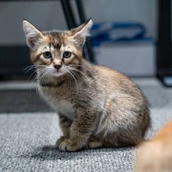 Indica -  Domestic Short Hair Cat for Adoption in Durango, Colorado - Indica | PetCurious