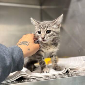 Copy -  Domestic Short Hair Cat for Adoption in Nashville, Indiana - Copy | PetCurious