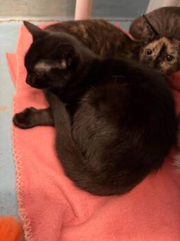 Cupcake -  Domestic Short Hair Cat for Adoption in Ogdensburg, New York - Cupcake | PetCurious