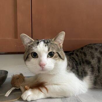Hank -  Domestic Short Hair Cat for Adoption in Toronto, Ontario - Hank | PetCurious