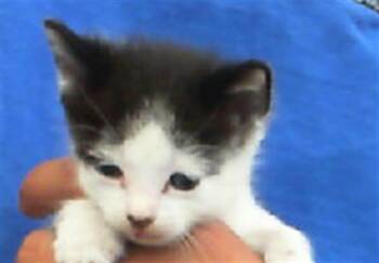 Rescue Domestic Short Hair Cats for Adoption in Dallas, Texas - GUNTHER | PetCurious