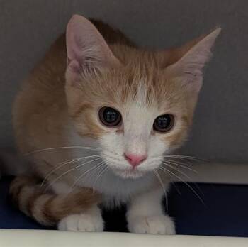 JULIUS -  Domestic Short Hair Cat for Adoption in Dallas, Texas - JULIUS | PetCurious
