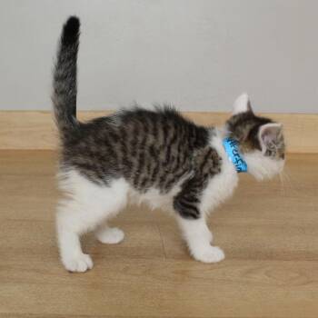 Butterfinger C69127 -  Domestic Short Hair Cat for Adoption in Minnetonka, Minnesota - Butterfinger C69127 | PetCurious