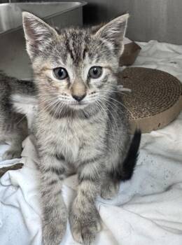 Domestic Short Hair Cats Available for Adoption in West Chester, Pennsylvania - Potato Salad | PetCurious