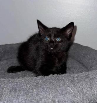 Evelyn -  Domestic Short Hair and Extra Toes Cat Hemingway Polydactyl Cat for Adoption in Poplar Grove, Illinois - Evelyn | PetCurious