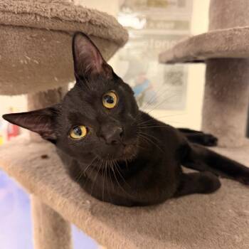 Cedric -  Domestic Short Hair Cat for Adoption in Gainesville, Florida - Cedric | PetCurious