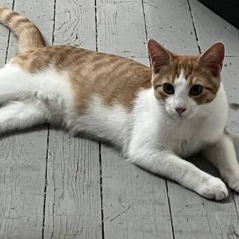 Rescue Domestic Short Hair Cats for Adoption in Buffalo, New York - Frederick | PetCurious