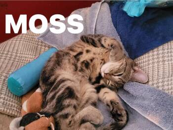 Moss -  Domestic Short Hair Cat for Adoption in Lincoln, Nebraska - Moss | PetCurious
