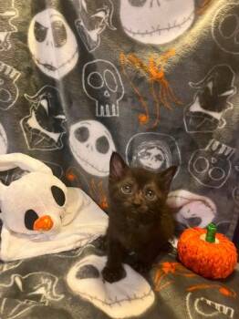 Menches -  Domestic Medium Hair and Domestic Short Hair Cat for Adoption in Atlanta, Georgia - Menches | PetCurious