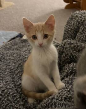 Lily -  Domestic Short Hair Cat for Adoption in Greenwood, Indiana - Lily | PetCurious