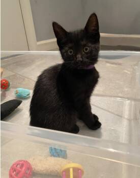 Oliver & Co:  Rita -  Domestic Short Hair Cat for Adoption - Oliver & Co:  Rita | PetCurious