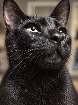 Beatrice H -  Domestic Short Hair Cat for Adoption in Fresno, California - Beatrice H | PetCurious