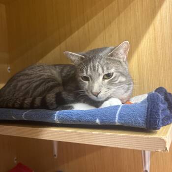 Petita -  Domestic Short Hair Cat for Adoption in Manhattan, Kansas - Petita | PetCurious