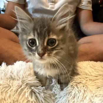 Apollo -  Domestic Long Hair Cat for Adoption in San Antonio, Texas - Apollo | PetCurious