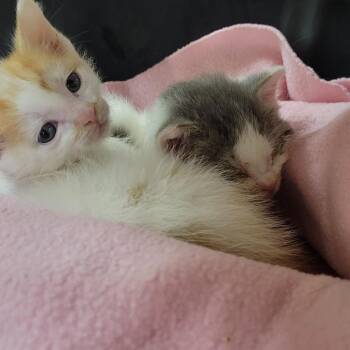 Domestic Short Hair Cats Available for Adoption in Milan, Illinois - Bert | PetCurious