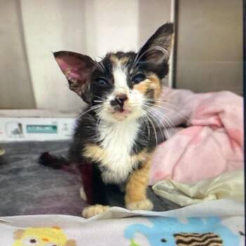 Callie -  Domestic Short Hair Cat for Adoption in New Orleans, Louisiana - Callie | PetCurious