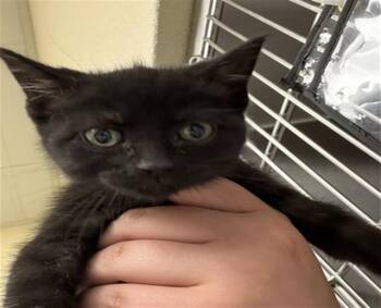 Domestic Short Hair Cats Available for Adoption in St. Louis, Missouri - GEEZ LOUISE | PetCurious