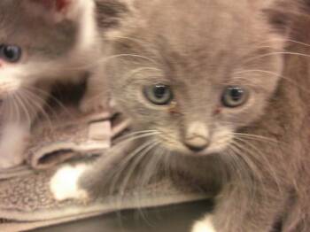 POLLY -  Domestic Short Hair Cat for Adoption in Ocala, Florida - POLLY | PetCurious