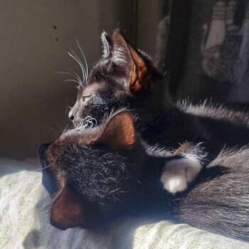 Rescue Tuxedo and Domestic Short Hair Cats for Adoption in Vallejo, California - Nelson & Murdoch | PetCurious