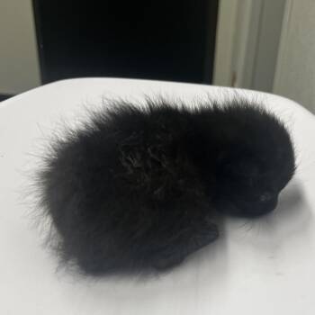 Chandler -  Domestic Short Hair Cat for Adoption in Tampa, Florida - Chandler | PetCurious