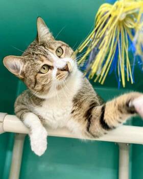 Domestic Short Hair Cats Available for Adoption - Monkey 308172 | PetCurious