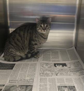 Domestic Short Hair Cats Available for Adoption in Houston, Texas - ORANSGPIN | PetCurious