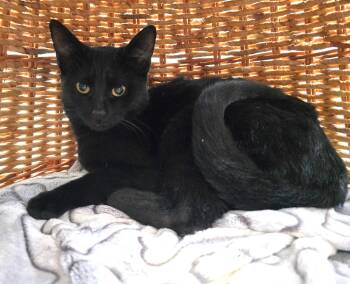 Rescue Domestic Short Hair Cats for Adoption in Guelph, Ontario - Puck | PetCurious