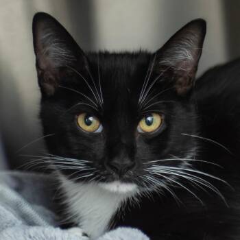 Bruma -  Domestic Short Hair Cat for Adoption in Middletown, Rhode Island - Bruma | PetCurious