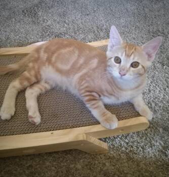 Sakkath -  Domestic Short Hair Cat for Adoption in Tucson, Arizona - Sakkath | PetCurious
