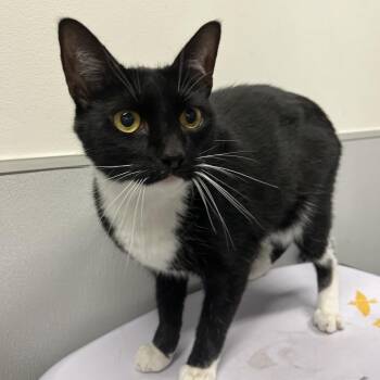 Raptor -  Domestic Short Hair Cat for Adoption in Tampa, Florida - Raptor | PetCurious