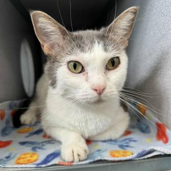 Rescue Domestic Short Hair Cats for Adoption in Waterloo, Iowa - Zola | PetCurious