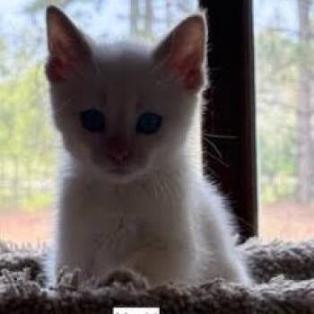 Mochi C11389 -  Domestic Short Hair and Siamese Cat for Adoption - Mochi C11389 | PetCurious