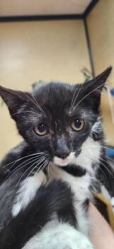 Domestic Short Hair Cats Available for Adoption - Snowflake | PetCurious